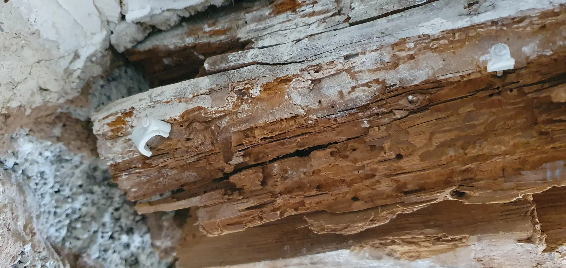 Stark geschädigter Balkenkopf im Auflager eines Mauerwerks