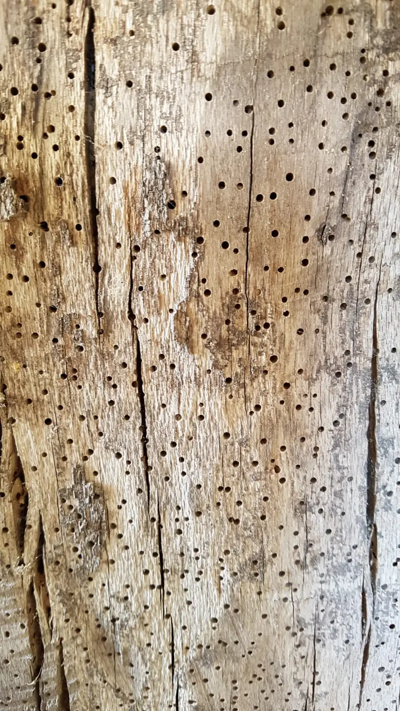 Fraßspuren und Bohrlöcher an einem Holzbauteil